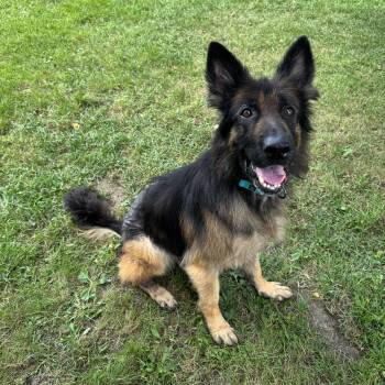 Samuel -  German Shepherd Dog Dog for Adoption - Samuel | PetCurious