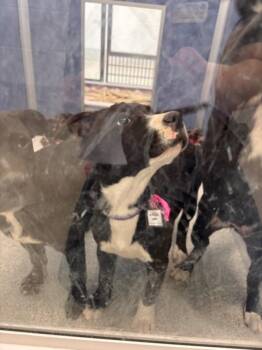 Pit Bull Terrier and Mixed Breed Dogs Available for Adoption in Loveland, Colorado - BUFFY | PetCurious
