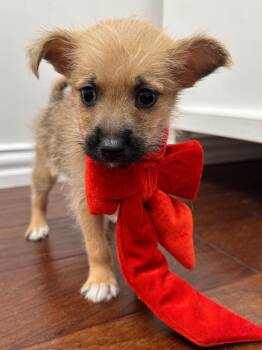 Terrier and Miniature Schnauzer Dogs Available for Adoption in Southlake, Texas - Lincoln  | PetCurious