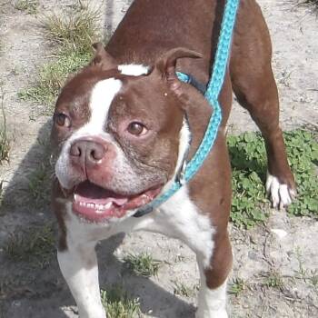 Duncan -  Boston Terrier Dog for Adoption in Gloucester, Virginia - Duncan | PetCurious