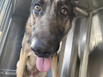 FLASH -  German Shepherd Dog Dog for Adoption in Dallas, Texas - FLASH | PetCurious