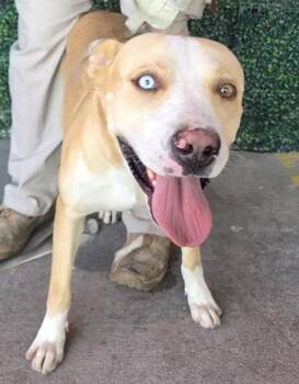 61457269 -  Pit Bull Terrier and Mixed Breed Dog for Adoption in El Paso, Texas - 61457269 | PetCurious