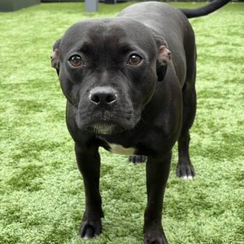 Telulah -  Pit Bull Terrier and Mixed Breed Dog for Adoption in Matteson, Illinois - Telulah | PetCurious
