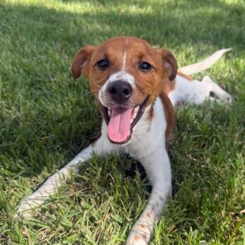 Ne-Yo -  Jack Russell Terrier and Chihuahua Dog for Adoption in San Antonio, Texas - Ne-Yo | PetCurious