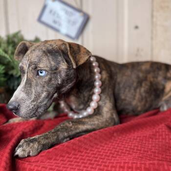 Plott Hound and Australian Cattle Dog Blue Heeler Dogs Available for Adoption - Ravena | PetCurious