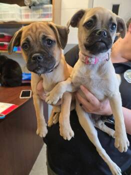 pug pup1 -  Pug Dog for Adoption in Humble, Texas - Pug Pup1 | PetCurious