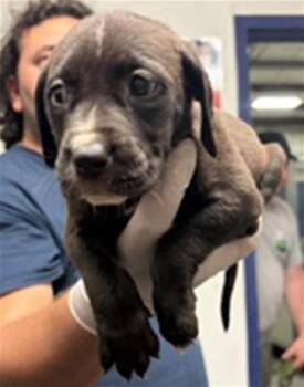 Min - URGENT -  Pit Bull Terrier Dog for Adoption in Thousand Oaks, California - Min - URGENT | PetCurious
