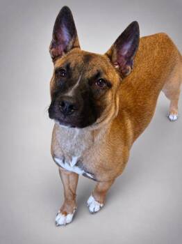 Max -  Belgian Shepherd Malinois and Mixed Breed Dog for Adoption in Bowling Green, Kentucky - Max | PetCurious
