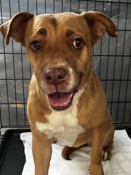 BLOOM -  Labrador Retriever and Mixed Breed Dog for Adoption - BLOOM | PetCurious