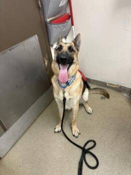 German Shepherd Dog and Mixed Breed Dogs Available for Adoption in Palm Coast, Florida - Franky | PetCurious