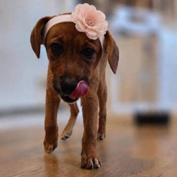 Broccoli -  Australian Cattle Dog Blue Heeler Dog for Adoption in Philadelphia, Pennsylvania - Broccoli | PetCurious