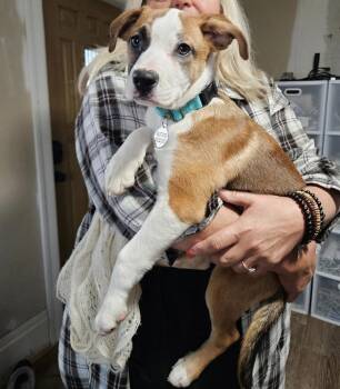 Australian Shepherd Dogs Available for Adoption - Ram  | PetCurious