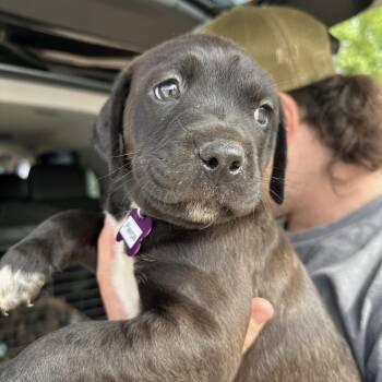 Pit Bull Terrier Dogs Available for Adoption - Pierce | PetCurious