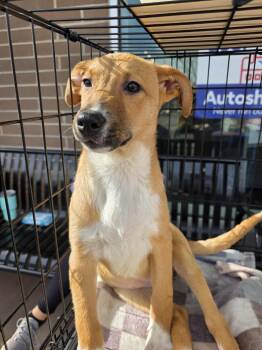 Rescue Pit Bull Terrier and Cattle Dog Dogs for Adoption in Fort Lupton, Colorado - Yaddle | PetCurious