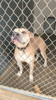 Staffordshire Bull Terrier and Mixed Breed Dogs Available for Adoption in Maryville, Tennessee - Smoky | PetCurious