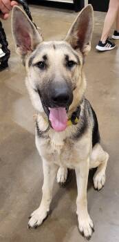 Major 7407 -  German Shepherd Dog Dog for Adoption in Centreville, Virginia - Major 7407 | PetCurious