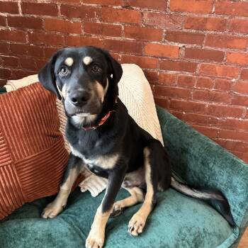 River -  Rottweiler and German Shepherd Dog Dog for Adoption in Monticello, Iowa - River | PetCurious