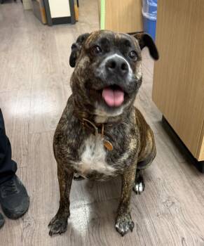 Ellie -  English Bulldog and Mixed Breed Dog for Adoption in Gillette, Wyoming - Ellie | PetCurious