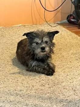 Rescue Chihuahua Dogs for Adoption in Salamanca, New York - Lady & Meeka | PetCurious