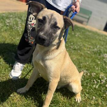 Mixed Breed Dogs Available for Adoption in Corinth, Mississippi - Cheech | PetCurious