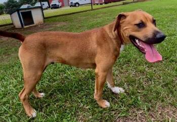 FREDDIE -  Black Mouth Cur and Mixed Breed Dog for Adoption in Grovetown, Georgia - FREDDIE | PetCurious