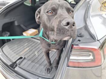 Mixed Breed Dogs Available for Adoption in Dallas, Texas - GUST | PetCurious