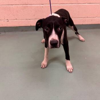 Chic -  Mixed Breed Dog for Adoption in Memphis, Tennessee - Chic | PetCurious
