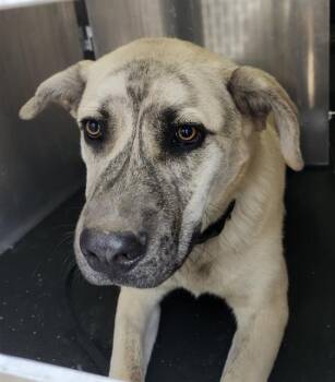 American Staffordshire Terrier Dogs Available for Adoption - JHONNY | PetCurious