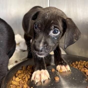 Semmy Keem -  Labrador Retriever Dog for Adoption in San Antonio, Texas - Semmy Keem | PetCurious