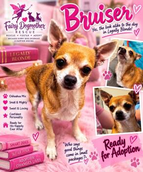 Bruiser -  Chihuahua Dog for Adoption in Yukon, Oklahoma - Bruiser | PetCurious