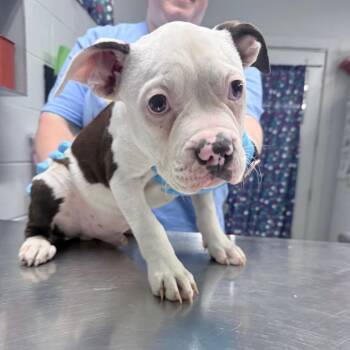 Pumba -  Mixed Breed Dog for Adoption in Summerville, South Carolina - Pumba | PetCurious