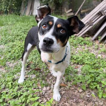 Terrier and Mixed Breed Dogs Available for Adoption in Kerrville, Texas - Annie Oakley | PetCurious