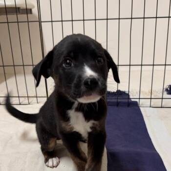 Patch - In Foster! -  Mixed Breed Dog for Adoption in Flagstaff, Arizona - Patch - In Foster! | PetCurious