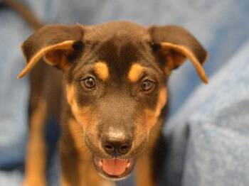 Spider Monkey -  Shepherd Dog for Adoption in Portland, Oregon - Spider Monkey | PetCurious