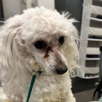 Poodle Dogs Available for Adoption - Mac | PetCurious