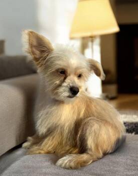 Yorkshire Terrier and Maltese Dogs Available for Adoption in Hawthorne, California - Mr Snuggles  | PetCurious