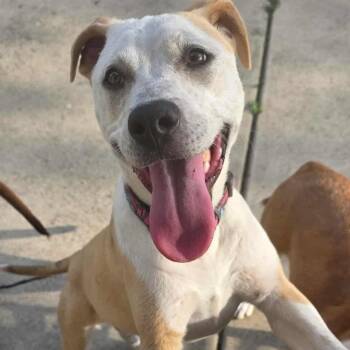 Pit Bull Terrier Dogs Available for Adoption in Westland, Michigan - Sahara  | PetCurious