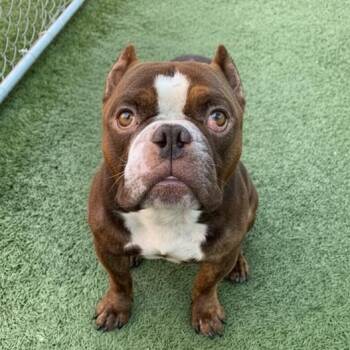 Rescue English Bulldog Dogs for Adoption in Long Beach, California - Apollo | PetCurious