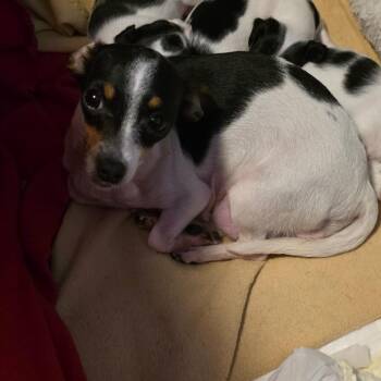 Ms. Seven -  Chihuahua Dog Available for Adoption in Goltry, Oklahoma - Ms. Seven | PetCurious