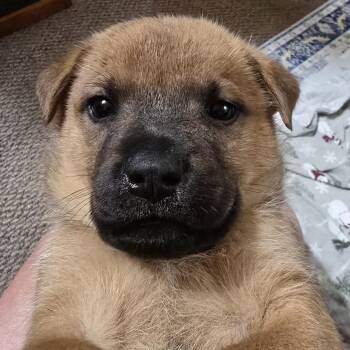 Woody -  German Shepherd Dog and Mixed Breed Dog for Adoption in Minneapolis, Minnesota - Woody | PetCurious