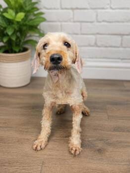 Daphne -  Golden Retriever and Poodle Dog for Adoption in Malvern, Pennsylvania - Daphne | PetCurious