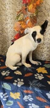 Rescue Mixed Breed Dogs for Adoption in Reidsville, North Carolina - Harry | PetCurious