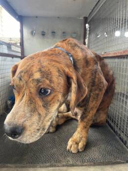 Knucklehead* -  Pit Bull Terrier and Mixed Breed Dog for Adoption in Belton, Texas - Knucklehead* | PetCurious