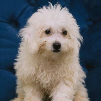 Angel Band -  Bichon Frise Dog for Adoption in Zionsville, Indiana - Angel Band | PetCurious