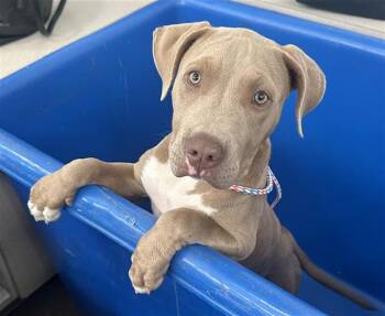 Mixed Breed Dogs Available for Adoption in Dallas, Texas - SOCKS | PetCurious