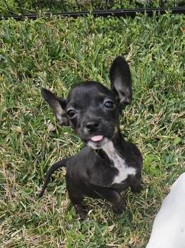 Chihuahua Dogs Available for Adoption - Lexi  | PetCurious