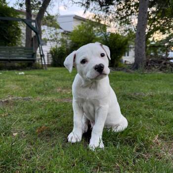 Frank -  Cattle Dog and Mixed Breed Dog for Adoption in Avon, Ohio - Frank | PetCurious