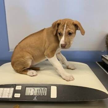 A1410394 -  Rhodesian Ridgeback and Mixed Breed Dog for Adoption in San Jose, California - A1410394 | PetCurious