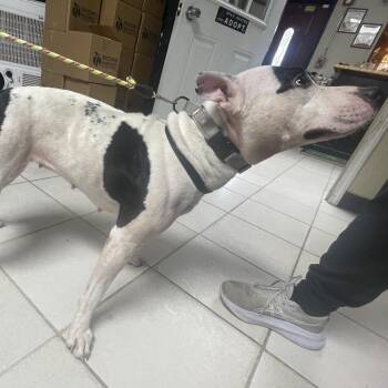 (SASSY Lassy) RPGA-Stray-66497 -  Pit Bull Terrier Dog for Adoption in Savannah, Georgia - (SASSY Lassy) RPGA-Stray-66497 | PetCurious