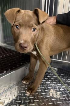 ROO -  Pit Bull Terrier and Mixed Breed Dog for Adoption in Newton, North Carolina - ROO | PetCurious